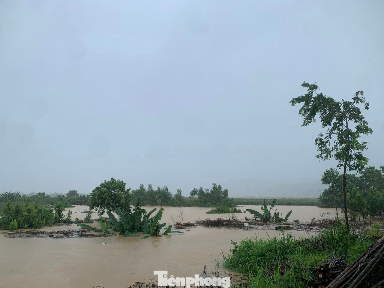 Mực nước sông dâng cao khiến một số diện tích vườn chuối của người dân trồng ven sông tại thành phố Lào Cai bị ngập quá nửa. Mực nước sông dâng cao khiến một số diện tích vườn chuối của người dân trồng ven sông tại thành phố Lào Cai bị ngập quá nửa.