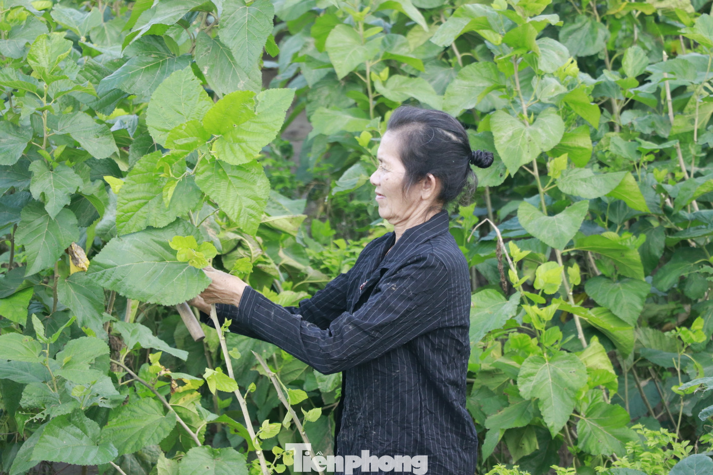 Đối với những diện tích dâu đang bị úng ngập, có khả năng hồi phục, người dân đang tiến hành khơi rãnh giữa các luống để tăng cường thoát nước ngập, chặt ngọn, tỉa bỏ lá dính bùn đất để nuôi ngọn non.