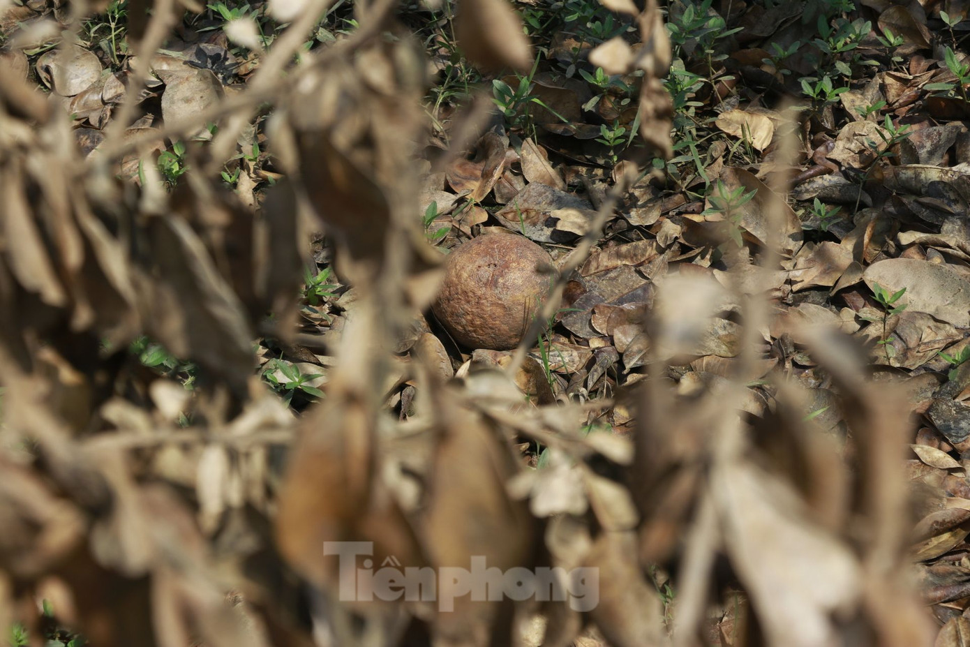 Trao đổi với Tiền Phong, ông Nguyễn Kiều Hưng, Bí thư Đảng ủy, Chủ tịch UBND xã Đại Minh, huyện Yên Bình cho biết, bưởi là nguồn thu nhập của người dân trong xã, sau đợt mưa lũ vừa qua đã bị thiệt hại rất nặng nề. Trước mắt, đối với diện tích bưởi chết hoàn toàn, xã khuyến cáo bà con xử lý gốc cây, cải tạo đất, khôi phục lại sản xuất, trước tiên là trồng cây ngắn ngày như cây ngô đông.