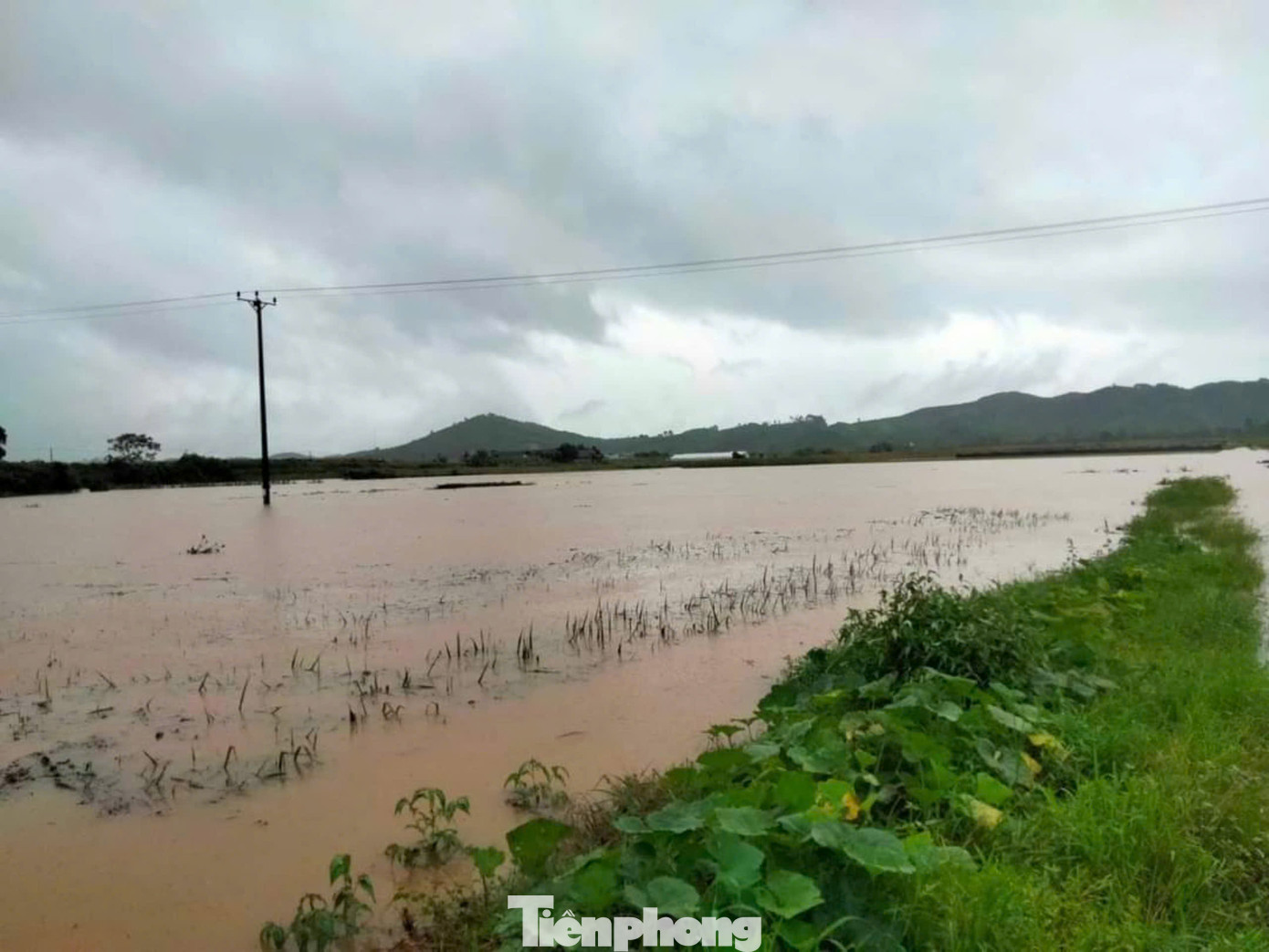 Khu vực xã Yên Phú, Đại Phác do suối Thia dâng cao gây ngập úng diện tích lúa cuối vụ và nhiều diện tích hoa màu khác.