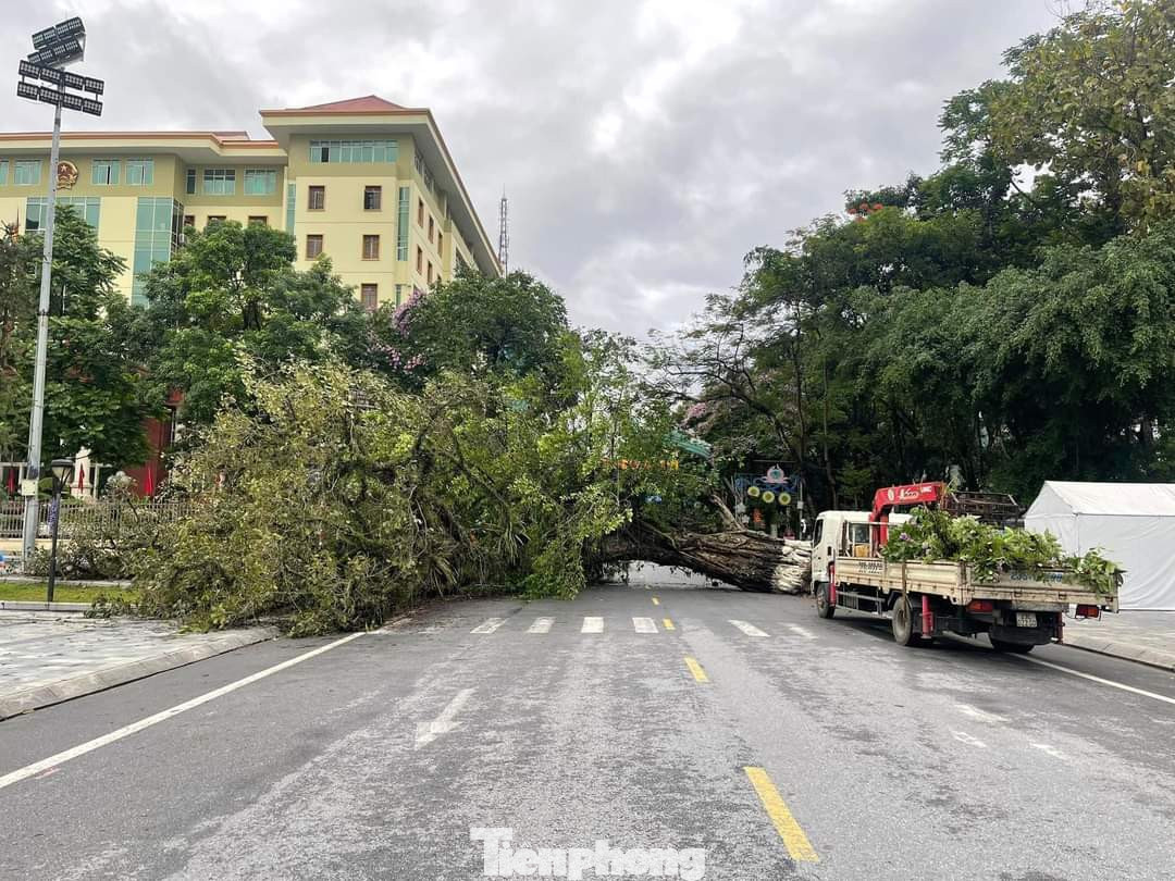 Địa điểm được trồng mới tại Công viên cây xanh thành phố Hà Giang, cách địa điểm cũ khoảng 7 - 8m