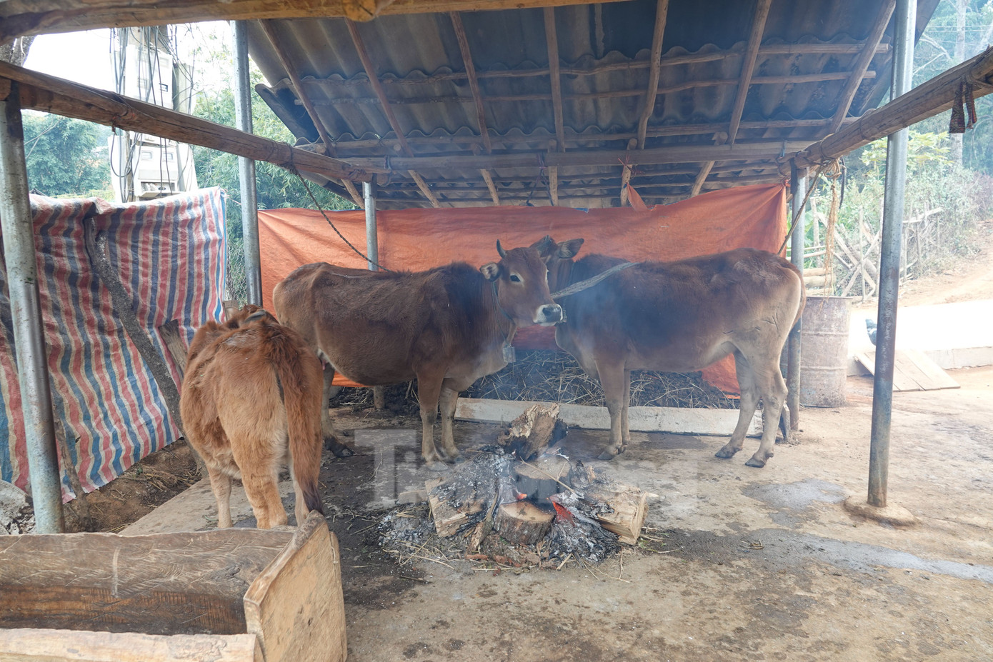Người dân chủ động quây chuồng, trại, đốt lửa sưởi ấm cho đàn trâu, bò.