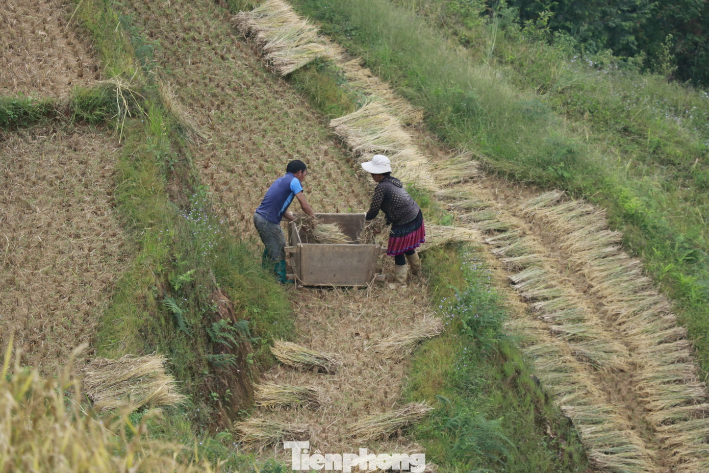 Những bông lúa trĩu nặng được bà con gánh từ những vạt đồi cao ra đường lớn để mang về nhà.