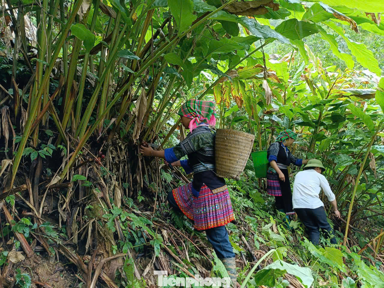 Người Mông Mù Cang Chải vươn lên thoát nghèo từ việc trồng thảo quả dưới tán rừng. Người Mông Mù Cang Chải vươn lên thoát nghèo từ việc trồng thảo quả dưới tán rừng.