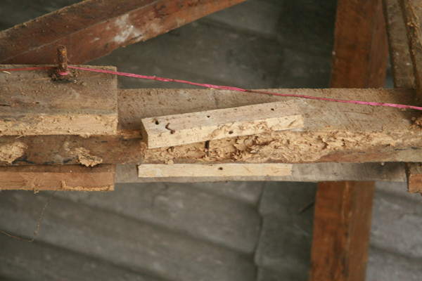 Một góc xà gôc đã bị mọt rỗng