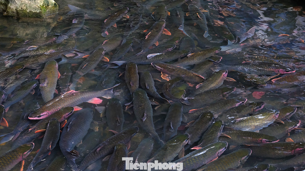 Theo các nhà khoa học, đàn cá ở suối là loại cá dốc, thuộc bộ cá chép và có tên trong sách đỏ Việt Nam. Giống cá có đầu giống cá chép, song thân lại giống cá trắm sông. Cá dốc có màu xanh thẫm, hai bên mép đỏ tươi, mỗi khi bơi phát ra những luồng ánh sáng bạc, song cũng có những con có màu sắc sặc sỡ như cam, hồng.