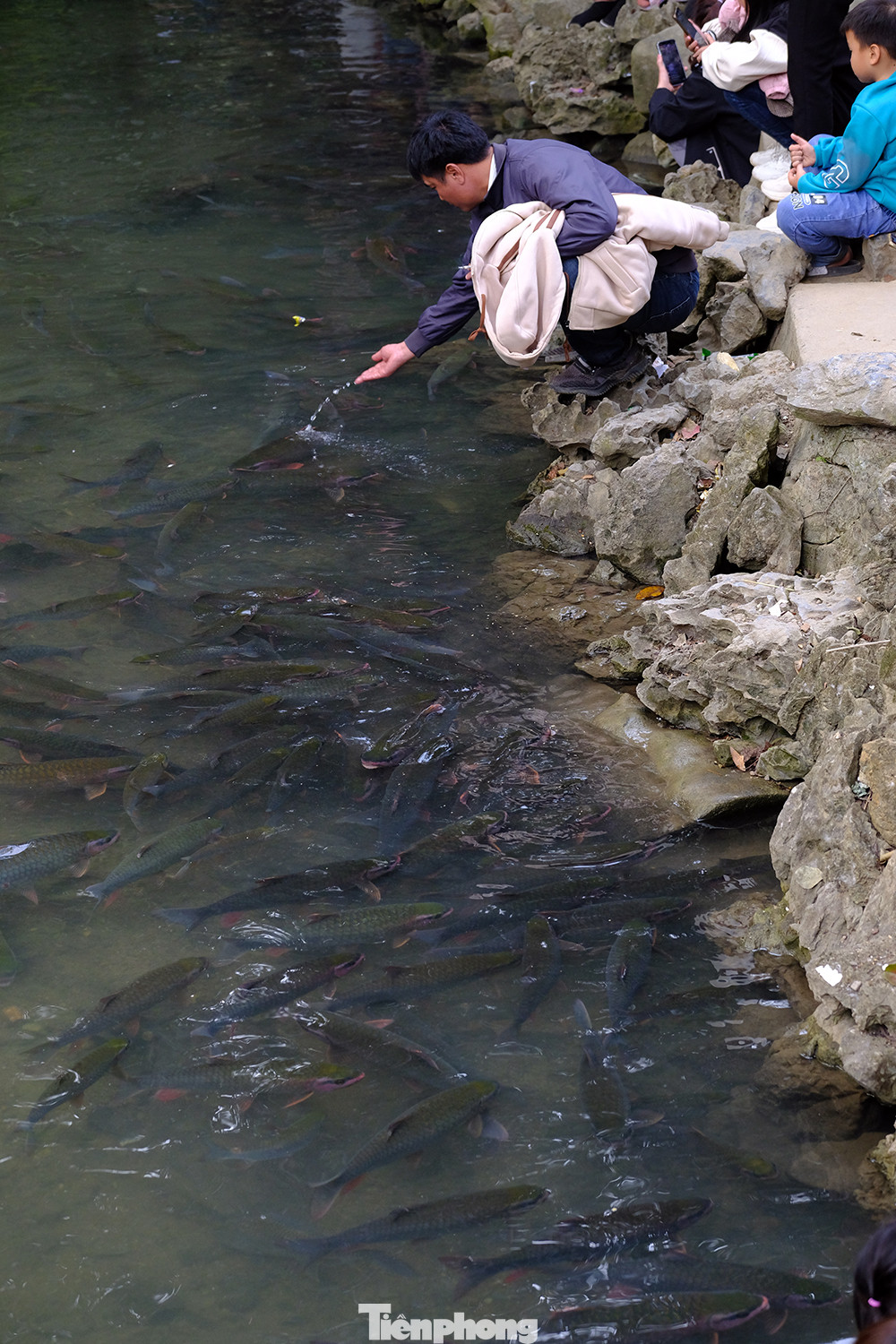 Những con cá ở dòng suối này nặng khoảng 3,4 kg, có con nặng đến 10 kg. Con lớn nhất là cá chúa, nặng chừng 30 kg. Chúng rất háu ăn, dạn với người. Đến đây, khách có thể cho cá ăn các loại rau, bim bim, ngô... Tuy nhiên, chúng không đớp ngón tay người, và cũng không cho khách chạm vào.