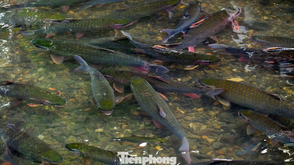 Trước cửa đền thờ có đàn cá hàng nghìn con ngày đêm về chầu thần. Bởi vậy, nhân dân trong vùng không bao giờ bắt và ăn cá suối Cẩm Lương, và cũng quen gọi là suối cá thần từ đó.