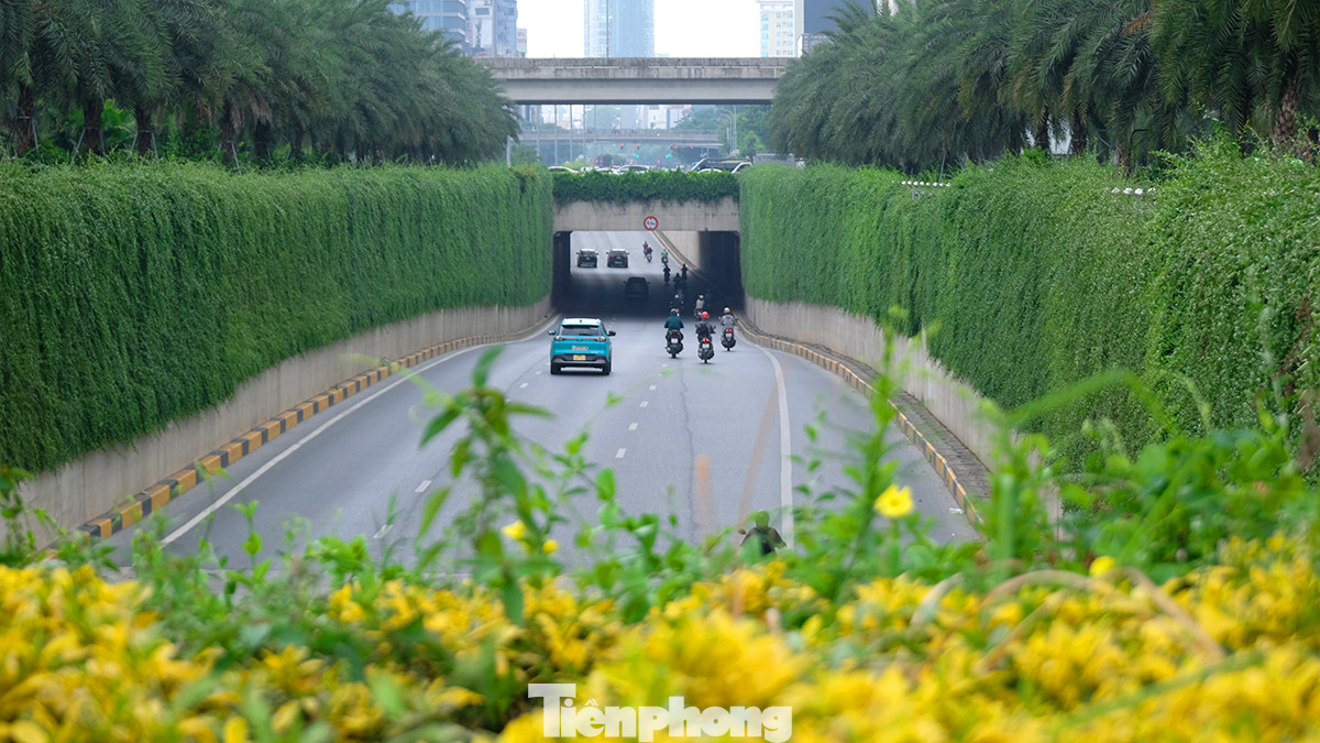 Bốn bức tường bê tông dài khoảng 50 mét được bao phủ bởi cây xanh.