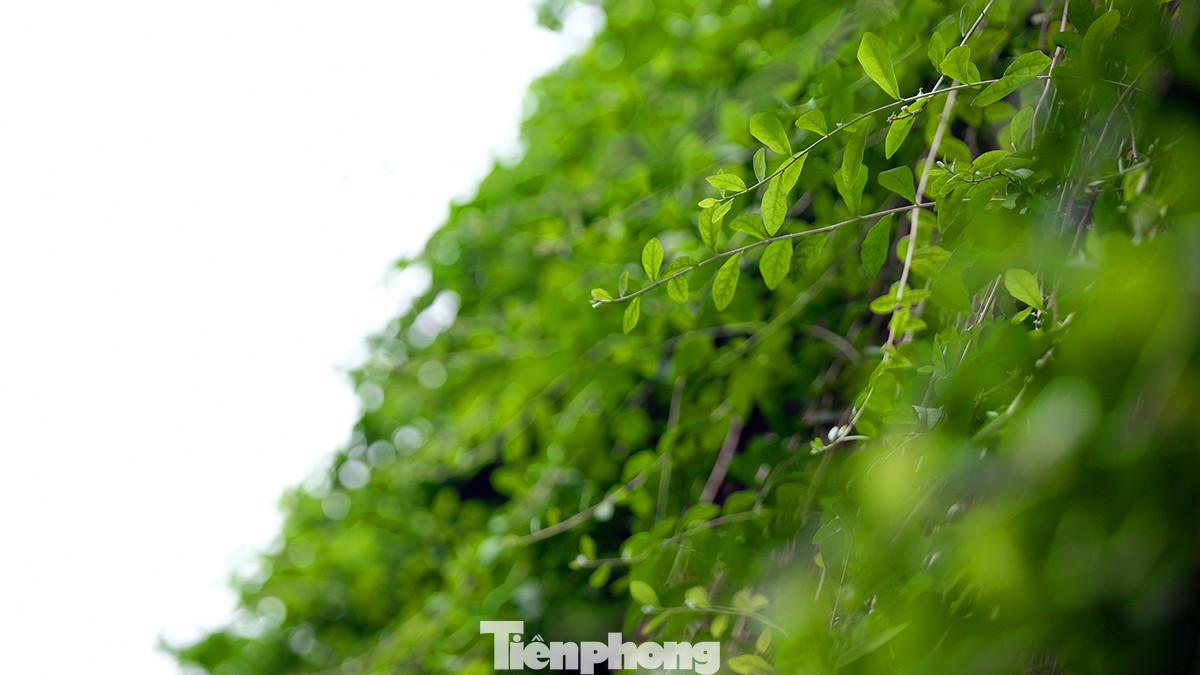 Được biết loại cây leo kín vách tường hầm này là cúc tần Ấn Độ. Cây khá dễ trồng và phát triển, lá cây luôn xanh tốt và gắn kết với nhau vươn lên mạnh mẽ.