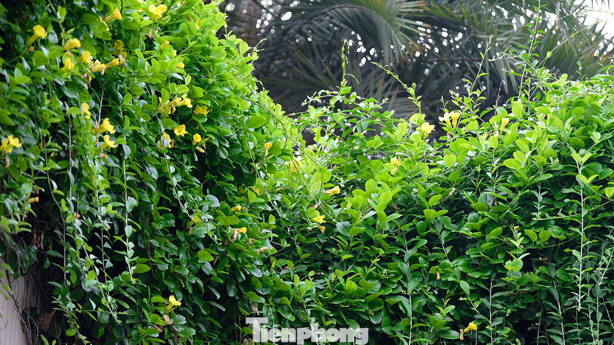 Chính thảm xanh của cây cúc tần Ấn Độ được trồng một cách khoa học và hợp lý đã tạo một nét độc đáo cho đoạn đường này.