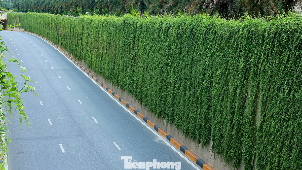 Cây rủ kín bức tường có chiều cao khoảng hơn 5 mét.