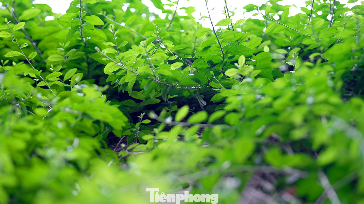 Được biết loại cây leo kín vách tường hầm này là cúc tần Ấn Độ. Cây khá dễ trồng và phát triển, lá cây luôn xanh tốt và gắn kết với nhau vươn lên mạnh mẽ.