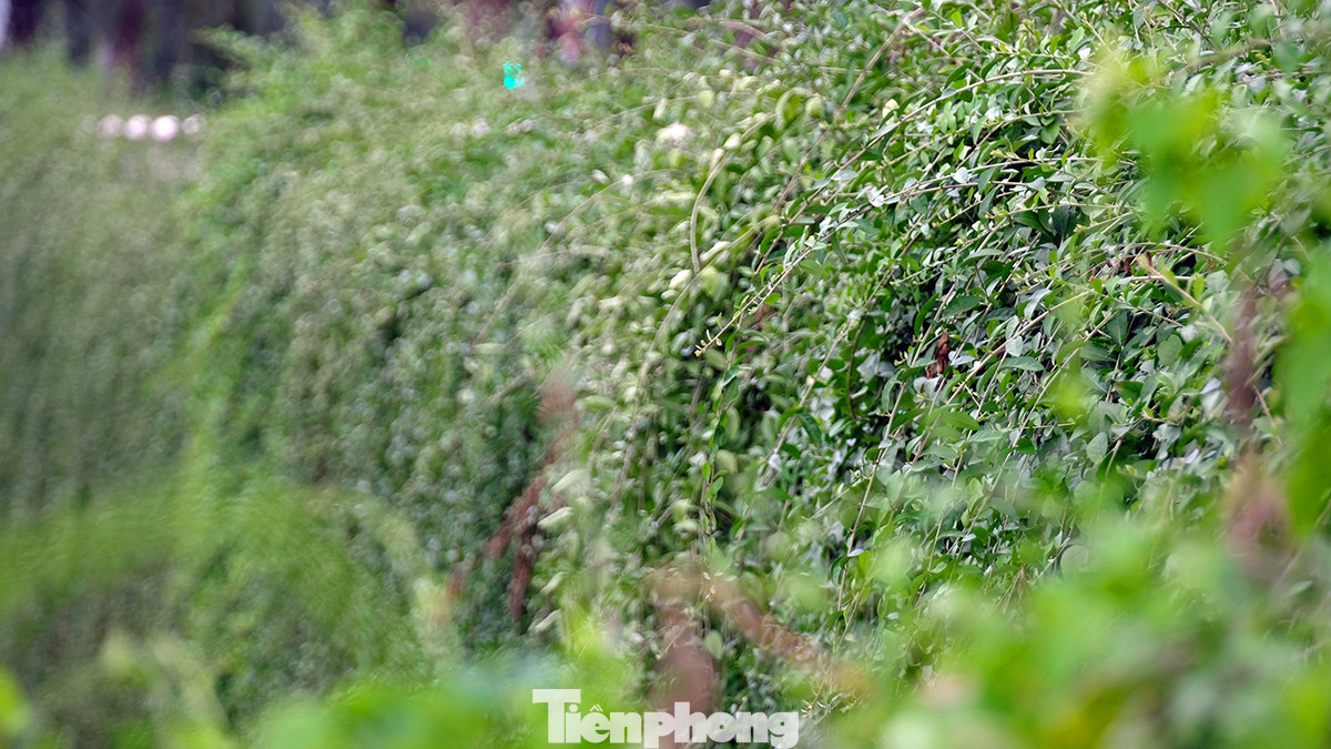 Chính thảm xanh của cây cúc tần Ấn Độ được trồng một cách khoa học và hợp lý đã tạo một nét độc đáo cho đoạn đường này.