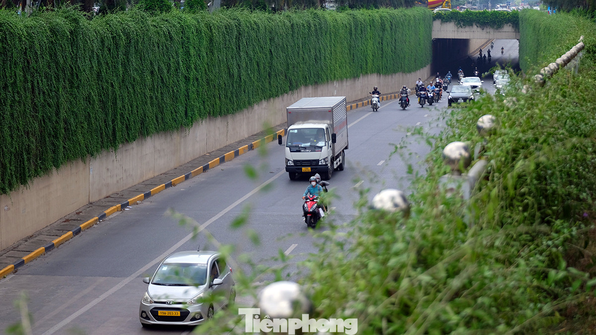 Người tham gia giao thông vô cùng thích thú khi đi dưới thảm cây xanh mát này.