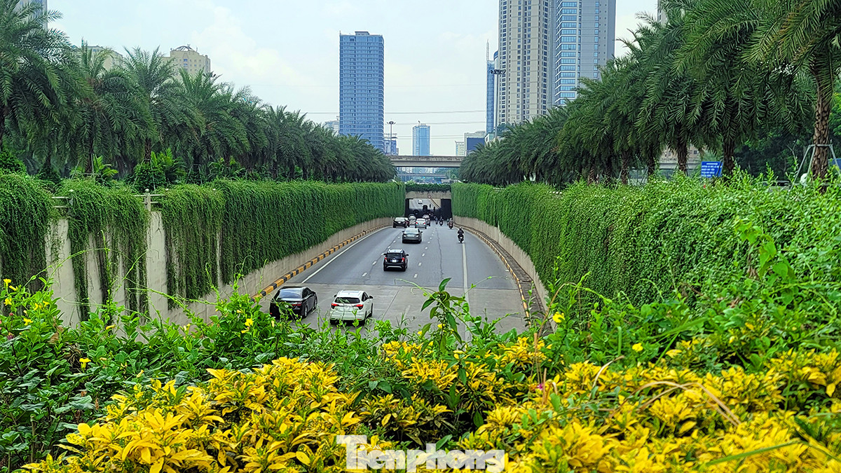 Nếu có dịp đi qua khu vực hầm chui đoạn Trần Duy Hưng - Đại lộ Thăng Long (Hà Nội), chúng ta sẽ cảm thấy thích thú khi phần vách tường bê tông của đường hầm được bao phủ bởi những cây dây leo xanh mướt, mát mắt.