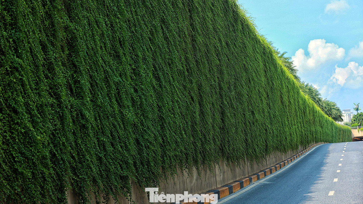 Cây cúc tần Ấn Độ có một tốc độ sinh trưởng và phát triển vô cùng mạnh mẽ, khả năng chịu hạn rất tốt, giúp thanh lọc không khí và luôn xanh tốt quanh năm.