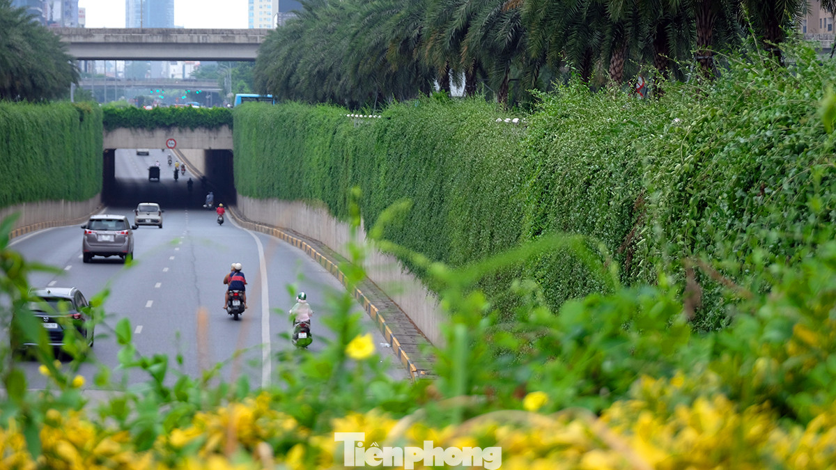 Cúc tần mọc theo từng bụi, thân cây lúc non có màu xanh. Khi trưởng thành lá có màu nâu.