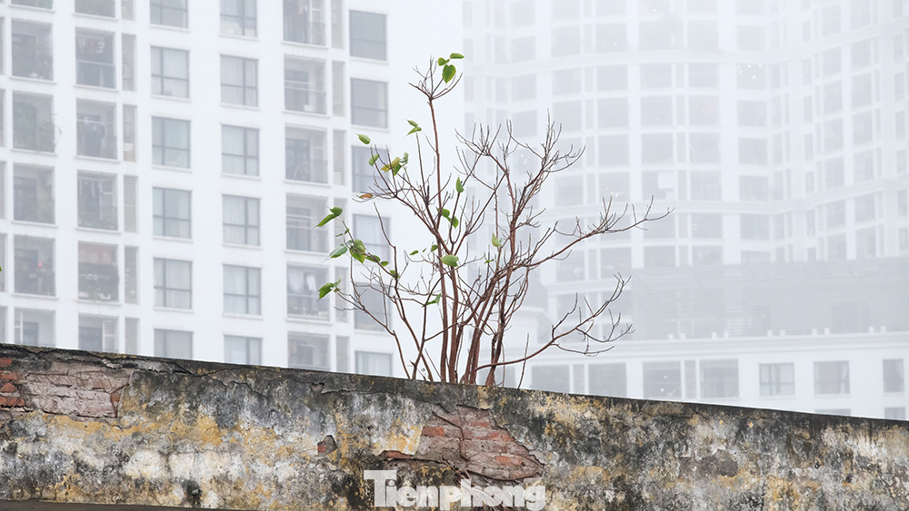 Thời tiết nồm ẩm nhiều lúc trong ngày đạt ngưỡng 100% và đây là điều kiện lý tưởng để nấm mốc phát triển.