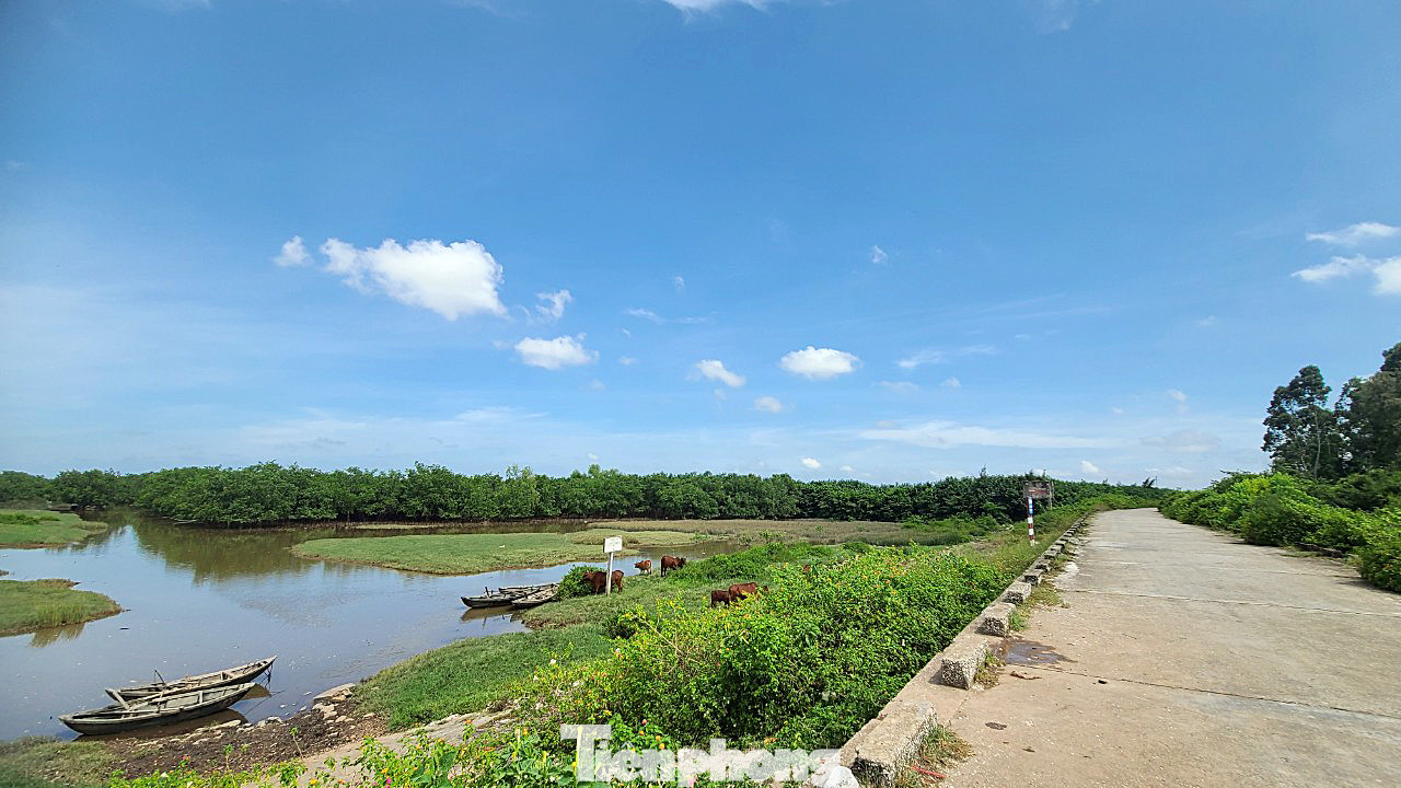 Quyết định trên cũng thu hẹp đáng kể diện tích rừng đặc dụng của Khu Bảo tồn thiên nhiên đất ngập nước Tiền Hải, từ 1.450ha (năm 2014) xuống còn 632ha (năm 2023), giảm khoảng 357,38ha rừng. Số diện tích rừng bị giảm này đang có nguy cơ bị chuyển đổi mục đích sử dụng. Trong ảnh là khu rừng ngập mặn trên địa bàn xã Nam Hưng (huyện Tiền Hải).