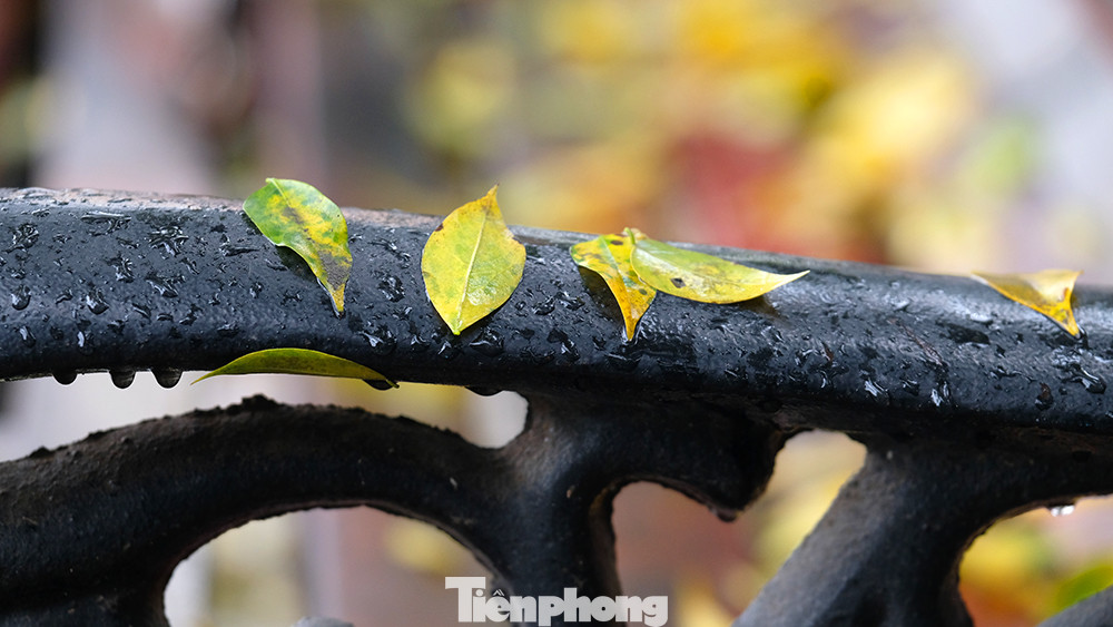 Những chiếc lá vàng vương trên tay vịn của chiếc ghế bên Hồ Gươm.