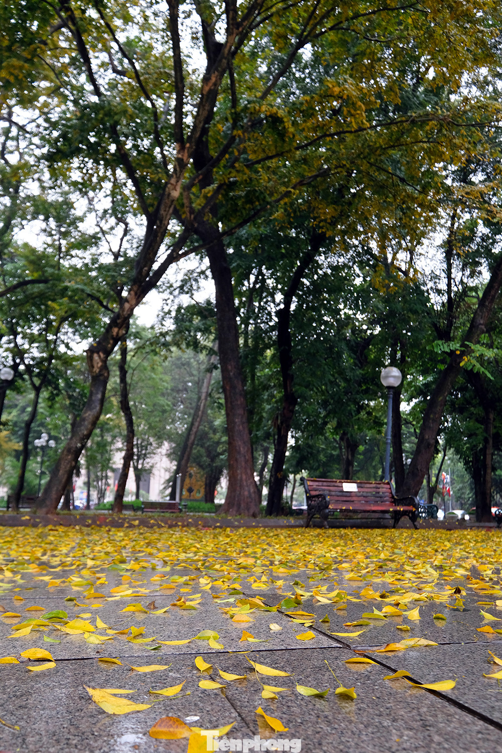 Góc phố sáng bừng khi lá thay màu báo hiệu đông qua xuân tới.