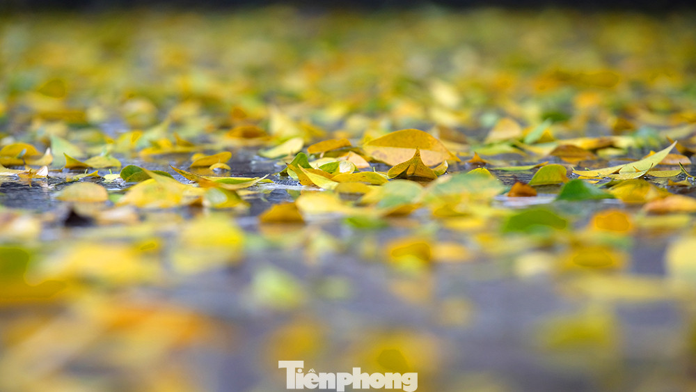 Lá vàng rụng phủ kín một khoảng rộng trên vỉa hè khiến lòng người xao xuyến.