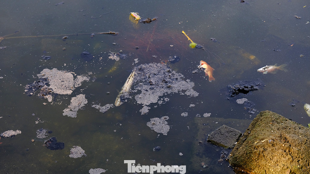 Nhiều cá bị chết sau khi thả được nhiều gia đình cúng ông Công ông Táo từ ngày hôm qua.