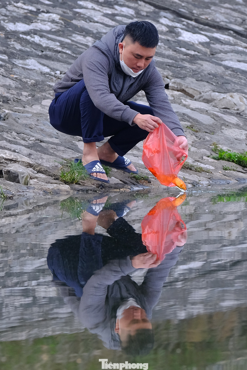 Để ông Táo có phương tiện về chầu trời, người Việt thường chuẩn bị 3 con cá chép sống (hay cá vàng) thả trong chậu nước. Sau khi cúng xong, người ta sẽ đem cá phóng sinh xuống ao, hồ hoặc ra sông.