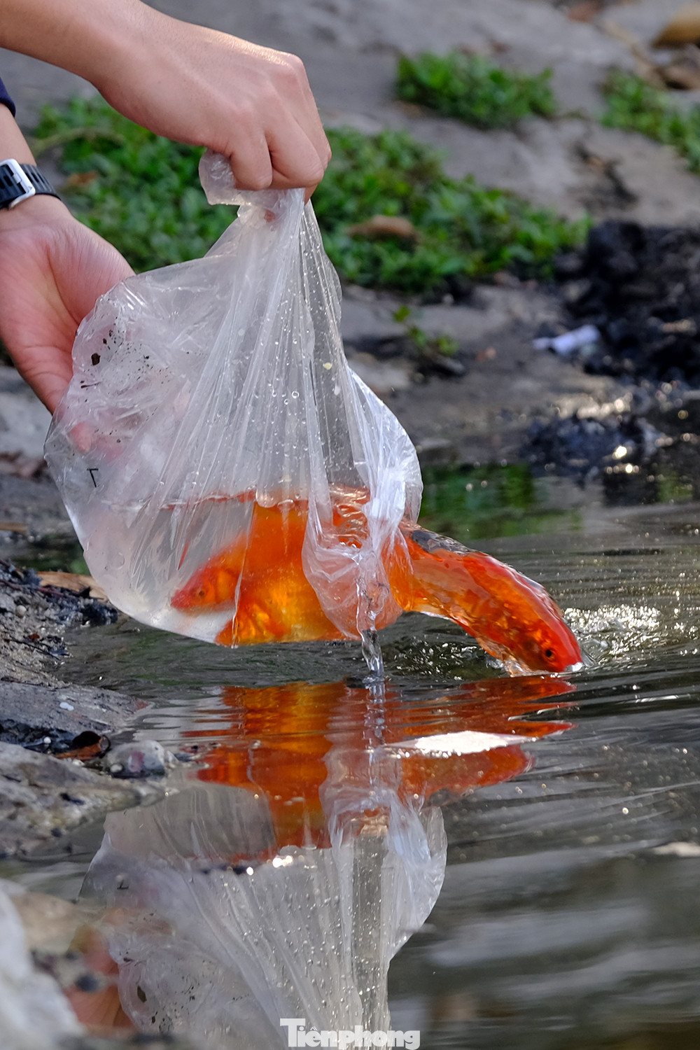 Những chú cá vàng được người dân thả xuống Hồ Thành Công vào buổi sáng hôm nay (14/1) tức ngày 23 tháng chạp (Nhâm Dần).