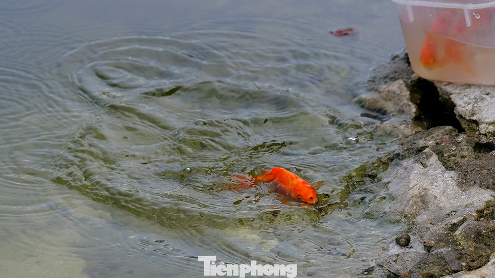 Hình ảnh những chú cá như vui đùa sau khi được thả xuống dòng nước trong mát.