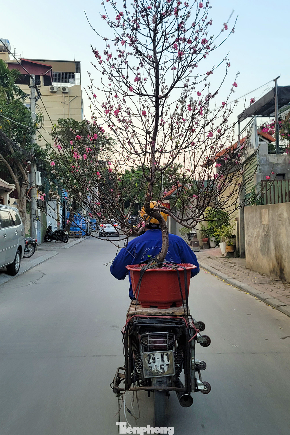 Có mặt tại làng trồng quất cảnh Tứ Liên (quận Tây Hồ, Hà Nội) những ngày sau Tết, chúng ta dễ dàng bắt gặp những chuyến xe chở những cây đào, quất có phần rũ hoa, héo lá rụng quả tập kết về các nhà vườn. Đây là những cây đào được thu mua lại sau khi được nhiều gia đình chưng Tết.