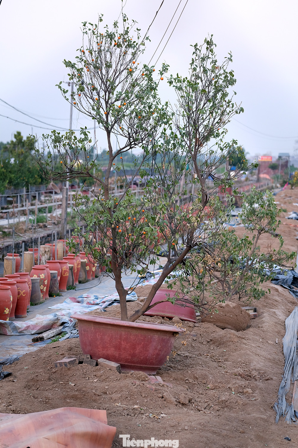Để một gốc quất đã được chưng chơi Tết, mang quay trở về vườn chăm sóc sao cho đâm chồi nảy lộc trở lại là một công việc đòi hỏi kinh nghiệm và sự kỳ công của người nông dân.