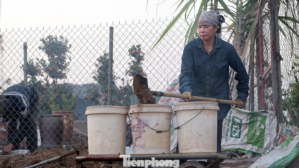 Đáp ứng nhu cầu và thị hiếu của người dân Thủ đô, những năm gần đây quất cảnh được trồng trong chậu để thuận tiện tạo dáng cây cũng như chuyên chở đến khách hàng.