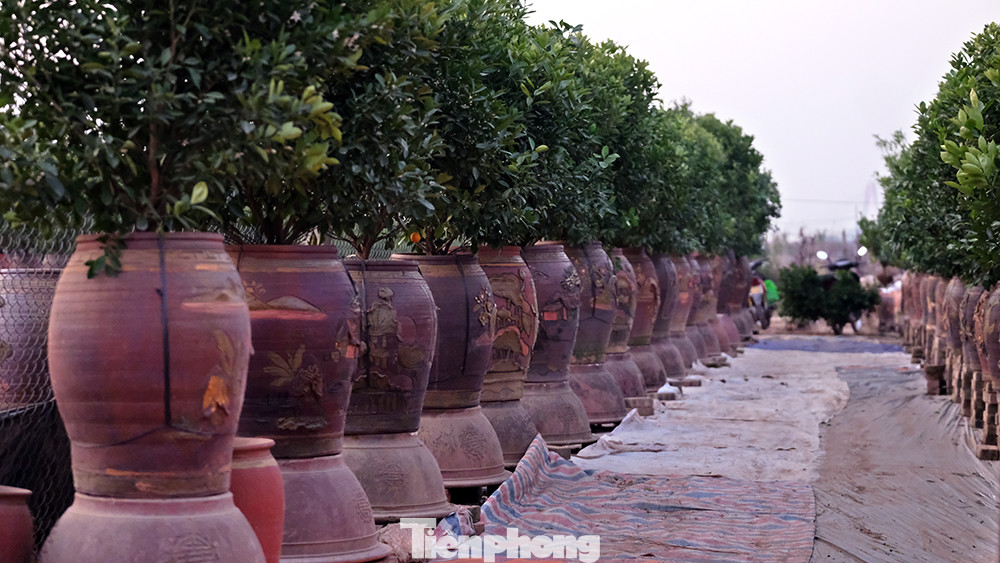 Quất cảnh được trồng trong chum vại cũng tươi và chơi Tết được lâu hơn, quả và lá không bị rụng sớm như những cây quất được bứng từ vườn trồng lên chậu vào dịp Tết.