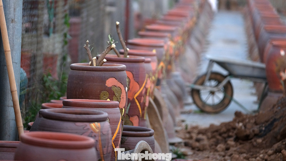 Không khí làm việc tại các nhà vườn đào quất nhộn nhịp.