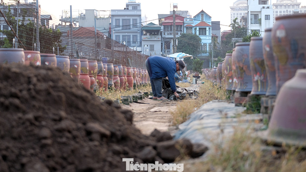 Việc dọn dẹp lại vườn trồng sau những ngày thu hoạch nhộn nhịp cuối năm được nhà vườn bắt tay làm ngay sau mấy ngày nghỉ Tết.