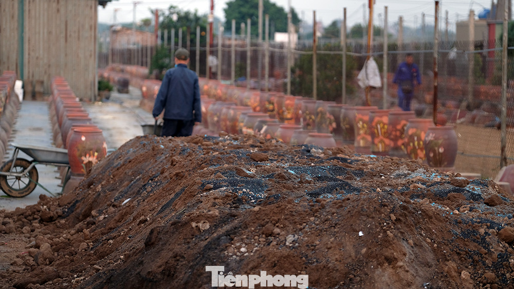 "Việc ủ phân và làm đất giờ đòi hỏi phải làm rất cẩn thận, phần lớn cây quất hiện nay ở Tứ Liên được trồng vào chậu ngay từ đầu nên cần đủ dinh dưỡng và lượng đất cho cây phát triển quanh năm" - Ông Chiến, nông dân trồng quất ở Tứ Liên chia sẻ.