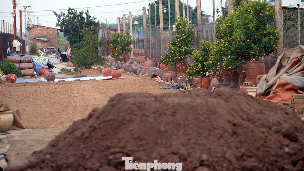 Chỗ này trộn đất, ủ phân, chỗ kia đào hố hạ bồn, tách cây từ chậu xuống đất, cắt tỉa cành… tất cả phải làm khẩn trương, để chuẩn bị cho mùa đào, quất mới.