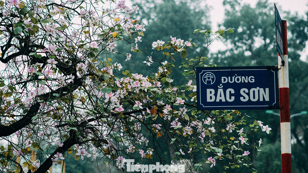 Nhắc đến hoa ban tại Hà Nội, hẳn ai cũng nghĩ đến ngay đến những hàng hoa rực rỡ trên đường Bắc Sơn, đường Hoàng Diệu gần quảng trường Ba Đình lịch sử. Nhắc đến hoa ban tại Hà Nội, hẳn ai cũng nghĩ đến ngay đến những hàng hoa rực rỡ trên đường Bắc Sơn, đường Hoàng Diệu gần quảng trường Ba Đình lịch sử.