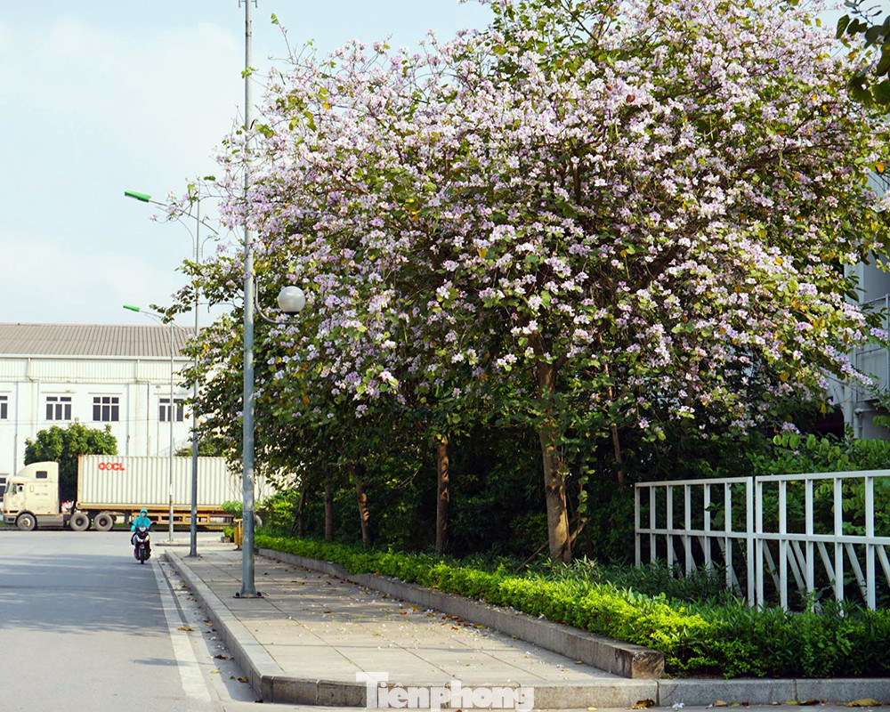 Những cây hoa ban nở rộ trước cửa trung tâm thương mại Aeon Mall Long Biên. Những cây hoa ban nở rộ trước cửa trung tâm thương mại Aeon Mall Long Biên.