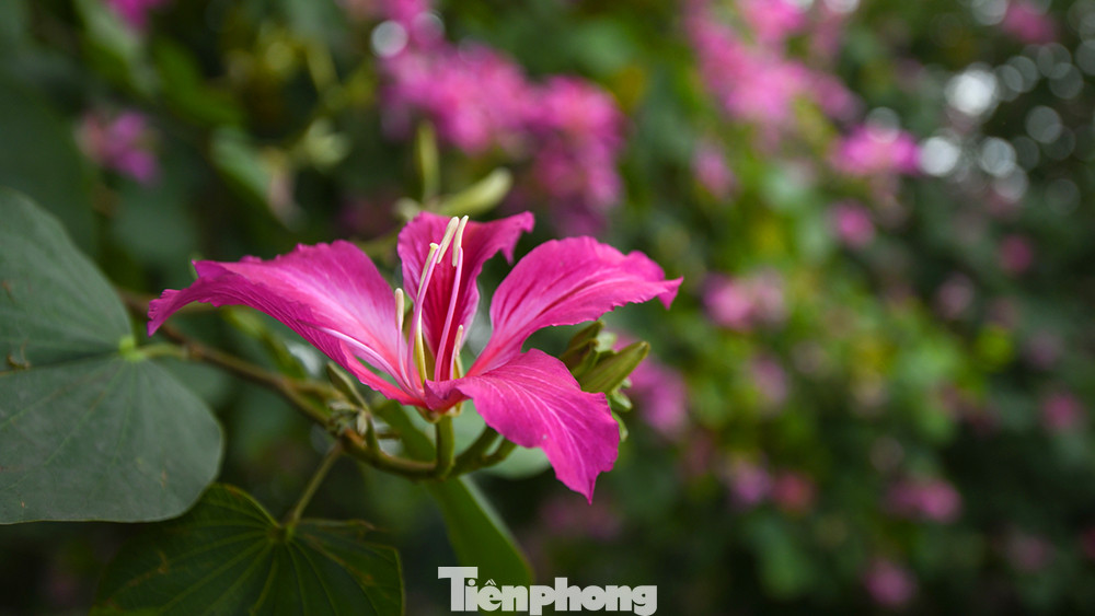 Bên cạnh hoa ban trắng, hoa màu tím cũng được trồng ở nhiều tuyến phố của Hà Nội. Bên cạnh hoa ban trắng, hoa màu tím cũng được trồng ở nhiều tuyến phố của Hà Nội.