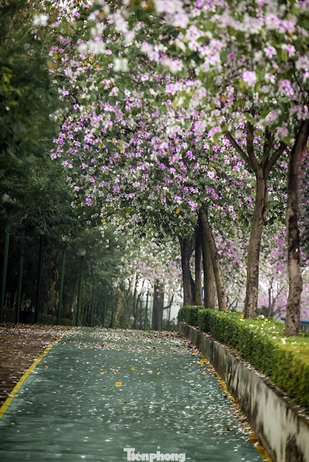 Thời điểm hoa ban khoe sắc, các bạn trẻ cũng có thể ghé thăm khu đô thị Ciputra trên đường Võ Chí Công. Tại đây có những tuyến phố rất lãng mạn với nhiều hàng hoa ban được trồng lâu năm. Thời điểm hoa ban khoe sắc, các bạn trẻ cũng có thể ghé thăm khu đô thị Ciputra trên đường Võ Chí Công. Tại đây có những tuyến phố rất lãng mạn với nhiều hàng hoa ban được trồng lâu năm.