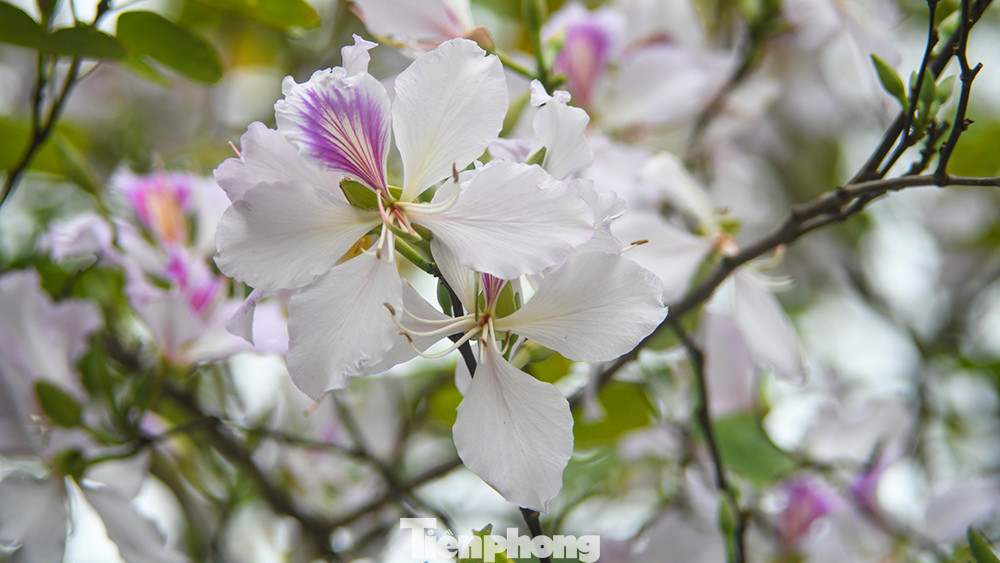 Khoảng chục năm trở lại đây, giữa thủ đô Hà Nội cứ độ tháng 2 về, hoa ban trổ mình khoe sắc ở nhiều con đường, tuyến phố. Màu trắng pha chút tím hồng của hoa ban như làm sáng rực cả một khoảng trời. Khoảng chục năm trở lại đây, giữa thủ đô Hà Nội cứ độ tháng 2 về, hoa ban trổ mình khoe sắc ở nhiều con đường, tuyến phố. Màu trắng pha chút tím hồng của hoa ban như làm sáng rực cả một khoảng trời.