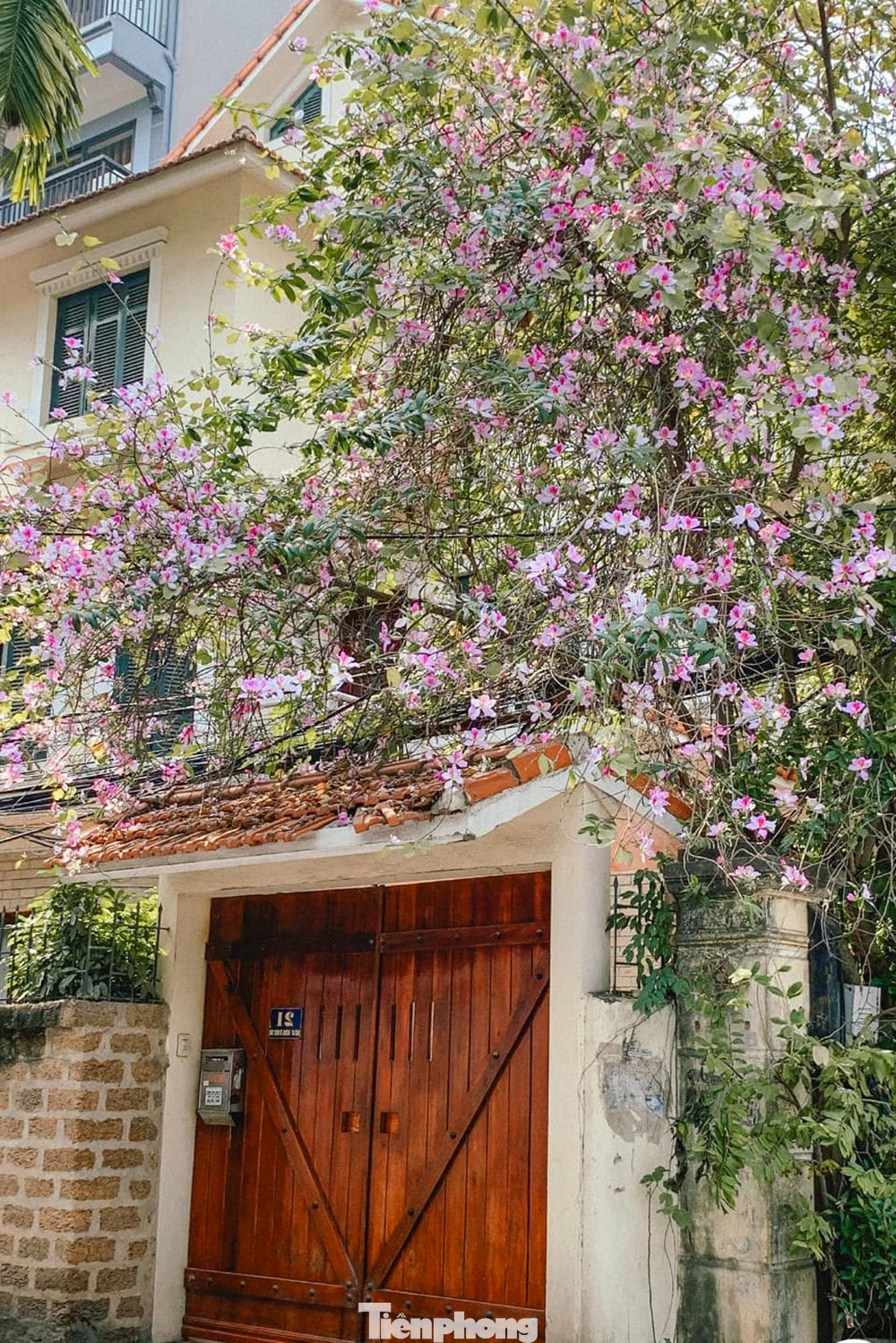 Một địa điểm check-in cực "chill" với hoa ban và cổng nhà giả cổ cùng hàng tường bao được xây bằng đá ong trên đường Quảng An (quận Tây Hồ, Hà Nội). Một địa điểm check-in cực "chill" với hoa ban và cổng nhà giả cổ cùng hàng tường bao được xây bằng đá ong trên đường Quảng An (quận Tây Hồ, Hà Nội).