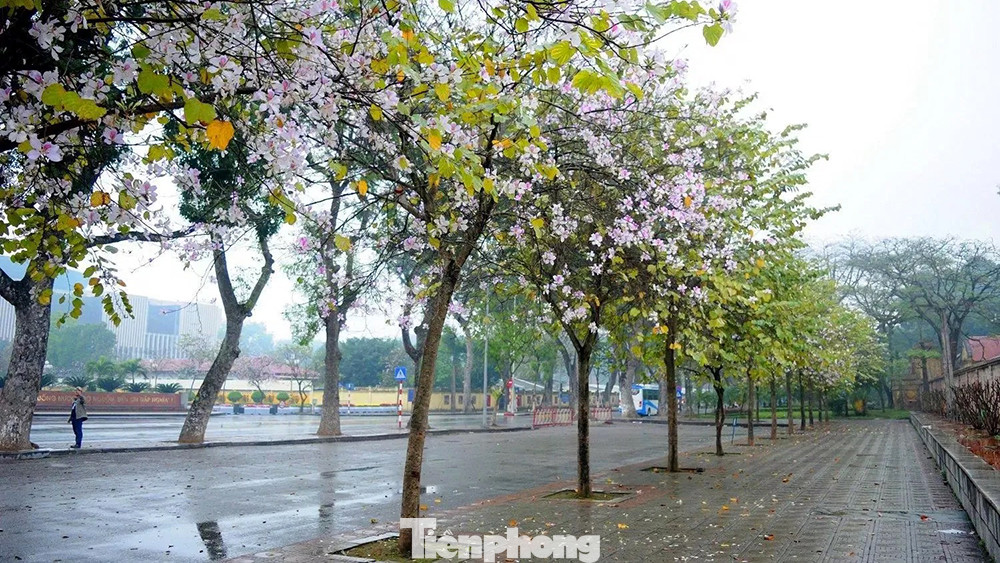 Những ngày hoa ban bung nở, người ta không khỏi ngỡ ngàng trước vẻ đẹp của loài hoa của núi rừng Tây Bắc. Đây cũng là những con đường trồng nhiều hoa ban nhất Thủ đô. Những ngày hoa ban bung nở, người ta không khỏi ngỡ ngàng trước vẻ đẹp của loài hoa của núi rừng Tây Bắc. Đây cũng là những con đường trồng nhiều hoa ban nhất Thủ đô.