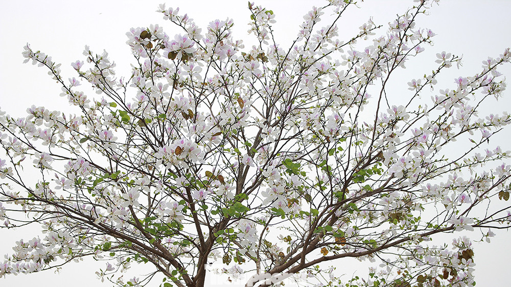 Hoa ban nở trắng muốt, rực sáng cả một góc trời. Hoa ban nở trắng muốt, rực sáng cả một góc trời.