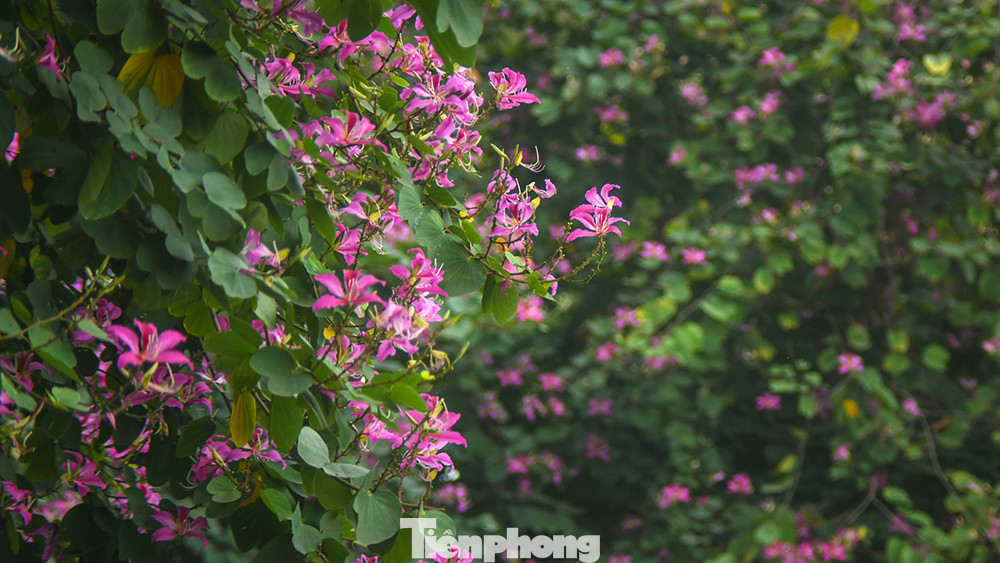 Vào thời điểm hoa nở rộ (cuối tháng 2, đầu tháng 3), nơi đây là cả một bầu trời màu hoa tím. Vào thời điểm hoa nở rộ (cuối tháng 2, đầu tháng 3), nơi đây là cả một bầu trời màu hoa tím.