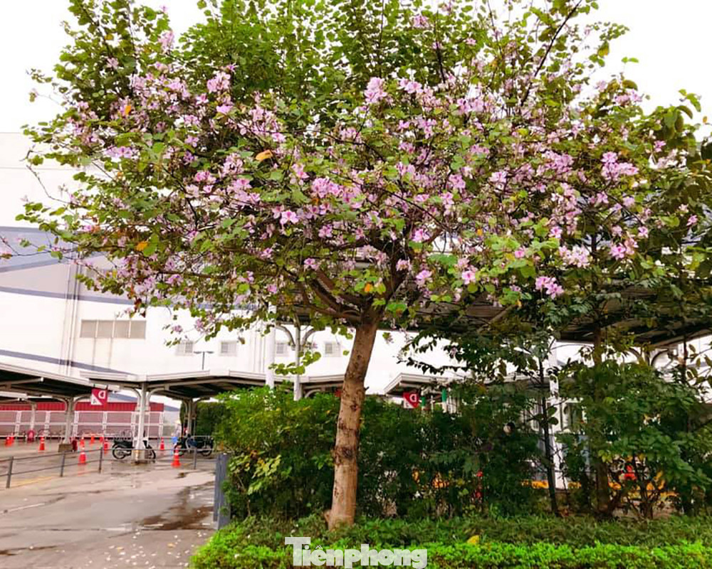 Cây có tán rộng và chiều cao vừa phải, lý tưởng cho việc chụp hình cùng áo dài. Cây có tán rộng và chiều cao vừa phải, lý tưởng cho việc chụp hình cùng áo dài.