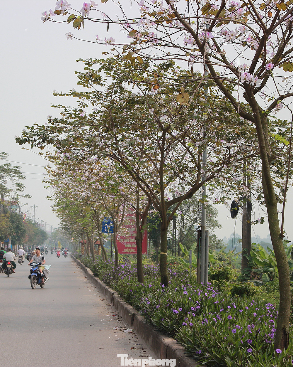 Đến đây, mọi người không khỏi mê mẩn về vẻ đẹp của đường hoa ban khi vào mùa hoa nở. Đến đây, mọi người không khỏi mê mẩn về vẻ đẹp của đường hoa ban khi vào mùa hoa nở.